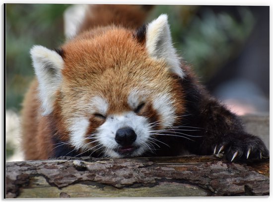Dibond - Liggende Rode Panda met Grote Klauwen op Boomstronk - 40x30 cm Foto op Aluminium (Met Ophangsysteem)