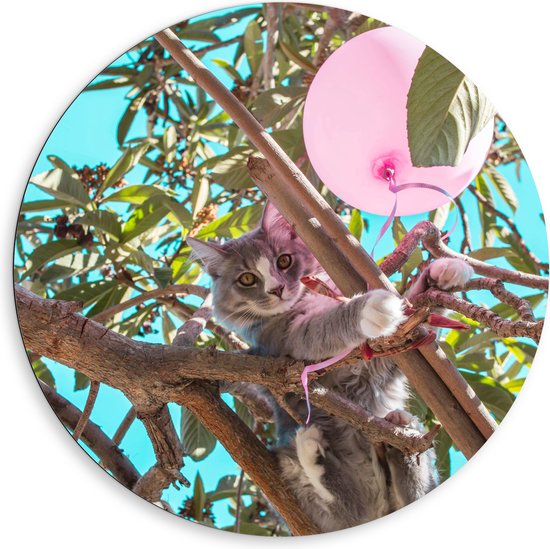 Dibond Muurcirkel - Grijs met Witte Kat Spelend met Roze Ballon in Hoge Boom - 80x80 cm Foto op Aluminium Muurcirkel (met ophangsysteem)