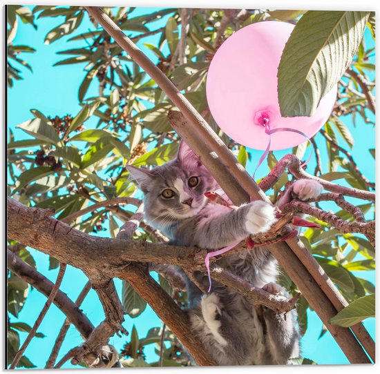 Dibond - Grijs met Witte Kat Spelend met Roze Ballon in Hoge Boom - 50x50 cm Foto op Aluminium (Met Ophangsysteem)