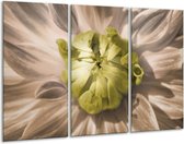 Glasschilderij Bloem - Groen, Wit, Grijs - 120x80cm 3Luik - Foto Op Glas - Geen Acrylglas Schilderij - GroepArt 6000+ Glas Art Collectie - Maatwerk Mogelijk