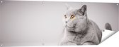 Gards Tuinposter Grijze Kat met Oranje Ogen - 150x50 cm - Tuindoek - Tuindecoratie - Wanddecoratie buiten - Tuinschilderij