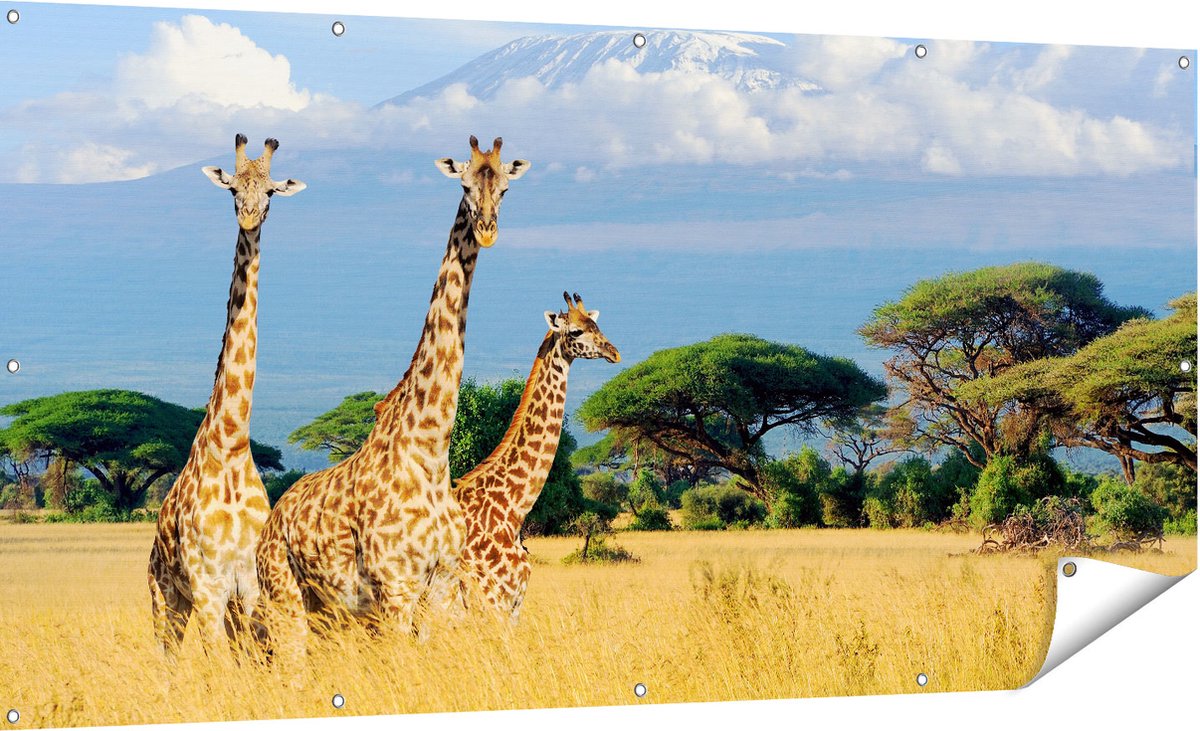 Gards Tuinposter Drie Giraffes in de Savanne - 180x90 cm - Tuindoek - Tuindecoratie - Wanddecoratie buiten - Tuinschilderij Multikleur
