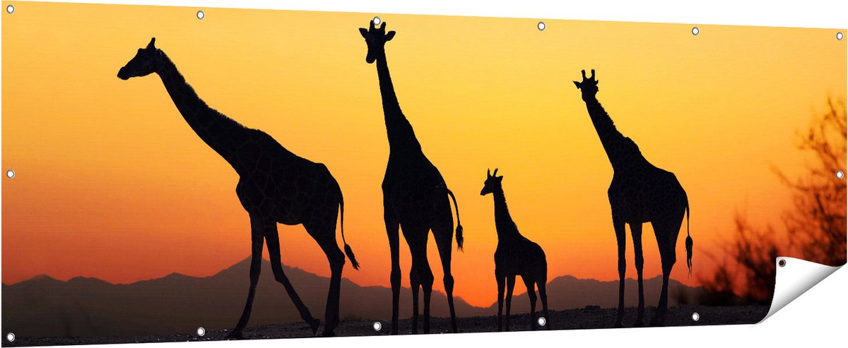 Gards Tuinposter Vier Giraffe Silhouetten bij Zonsondergang - 210x70 cm - Tuindoek - Tuindecoratie - Wanddecoratie buiten - Tuinschilderij Multikleur