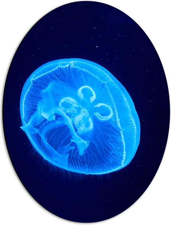 Dibond Ovaal - Lichtblauwe Kwal in Donkerblauwe Zee - 42x56 cm Foto op Ovaal (Met Ophangsysteem)