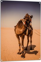 Tuinposter – Kameel in de Woestijn van Dubai - 80x120 cm Foto op Tuinposter (wanddecoratie voor buiten en binnen)