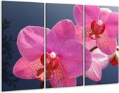 GroepArt - Schilderij -  Orchidee - Paars, Wit, Rood - 120x80cm 3Luik - 6000+ Schilderijen 0p Canvas Art Collectie