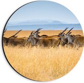 Dibond Muurcirkel - Kudde Antilopes door het Landschap in Afrika - 20x20 cm Foto op Aluminium Muurcirkel (met ophangsysteem)