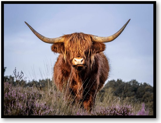 Schotse Hooglander - Fotoposter 40x30 met Lijst