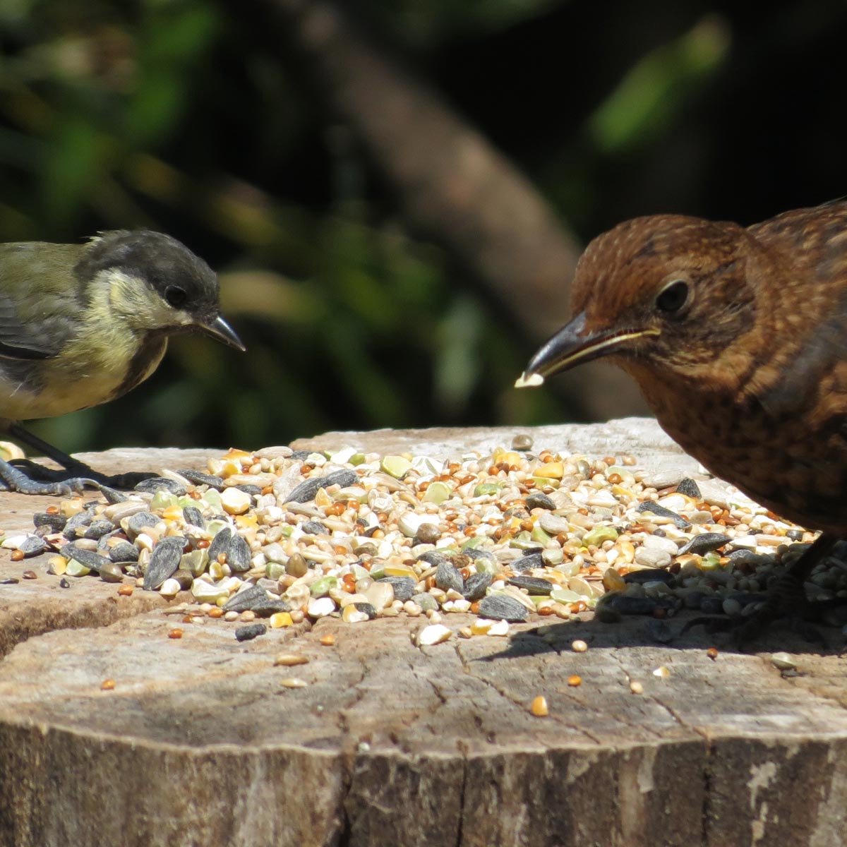 Aniculis Premium Vogelvoeder-Mix tarwe-vrij - Zaden-mix voor wilde tuinvogels - jaar-rond voeren (5 kg)