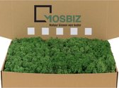 MosBiz Rendiermos Grass Green per 1000 gram voor decoraties en mosschilderijen