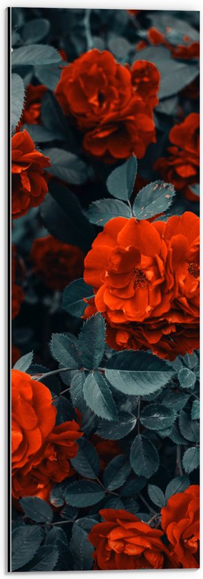 WallClassics - Dibond - Rode Volle Bloemen in Donkergroene Struik - 20x60 cm Foto op Aluminium (Met Ophangsysteem)
