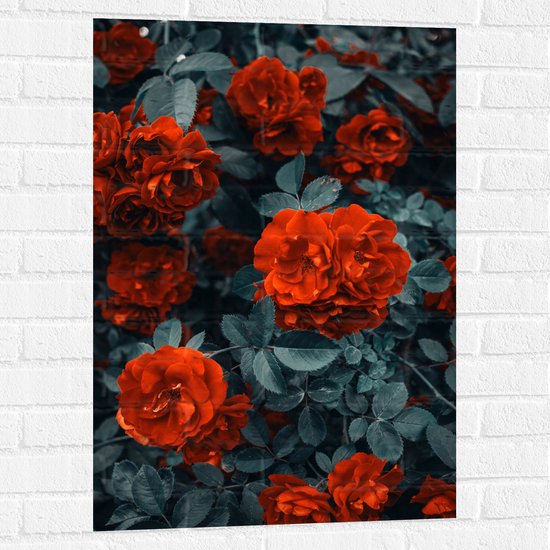 WallClassics - Muursticker - Rode Volle Bloemen in Donkergroene Struik - 60x90 cm Foto op Muursticker