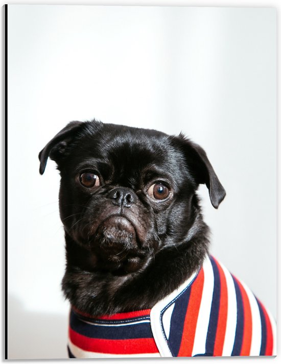WallClassics - Dibond - Zwarte Mopshond met Gestreept Shirt tegen Witte Achtergrond - 30x40 cm Foto op Aluminium (Wanddecoratie van metaal)