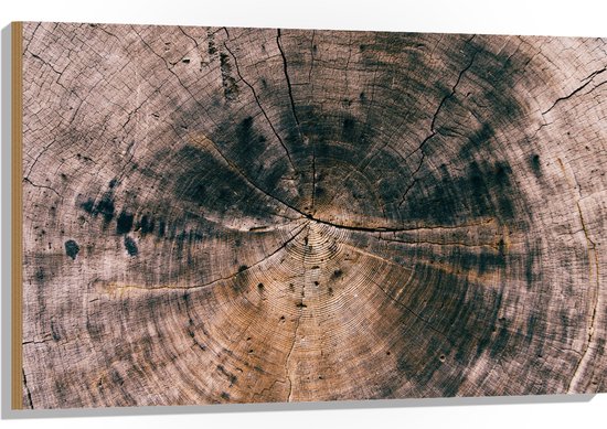 WallClassics - Hout - Close-up van Boomstam - 105x70 cm - 9 mm dik - Foto op Hout (Met Ophangsysteem)