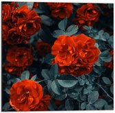 WallClassics - Dibond - Rode Volle Bloemen in Donkergroene Struik - 50x50 cm Foto op Aluminium (Met Ophangsysteem)