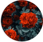 WallClassics - Dibond Muurcirkel - Rode Volle Bloemen in Donkergroene Struik - 90x90 cm Foto op Aluminium Muurcirkel (met ophangsysteem)