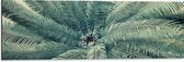 WallClassics - Dibond - Bovenaanzicht van Groene Palmboom - 90x30 cm Foto op Aluminium (Wanddecoratie van metaal)