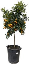 Citrus Kumquat - 150 cm