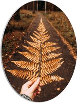 PVC Schuimplaat Ovaal - Bruin Herfstblad boven Bospad - 42x56 cm Foto op Ovaal (Met Ophangsysteem)