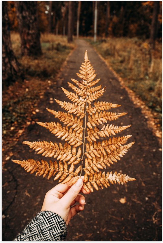 Foto: Poster mat bruin herfstblad boven bospad 70x105 cm foto op posterpapier met een matte look