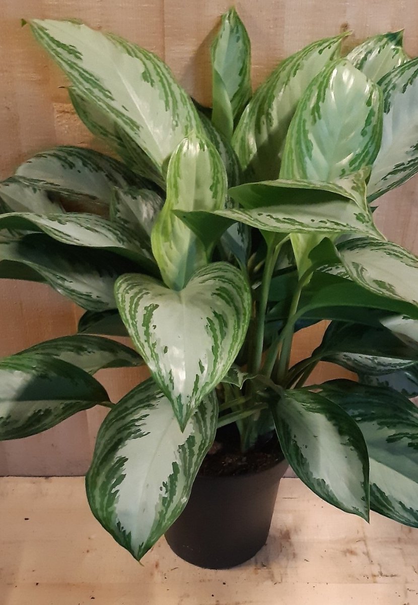 Warentuin natuurlijk - Aglaonema kamerplant