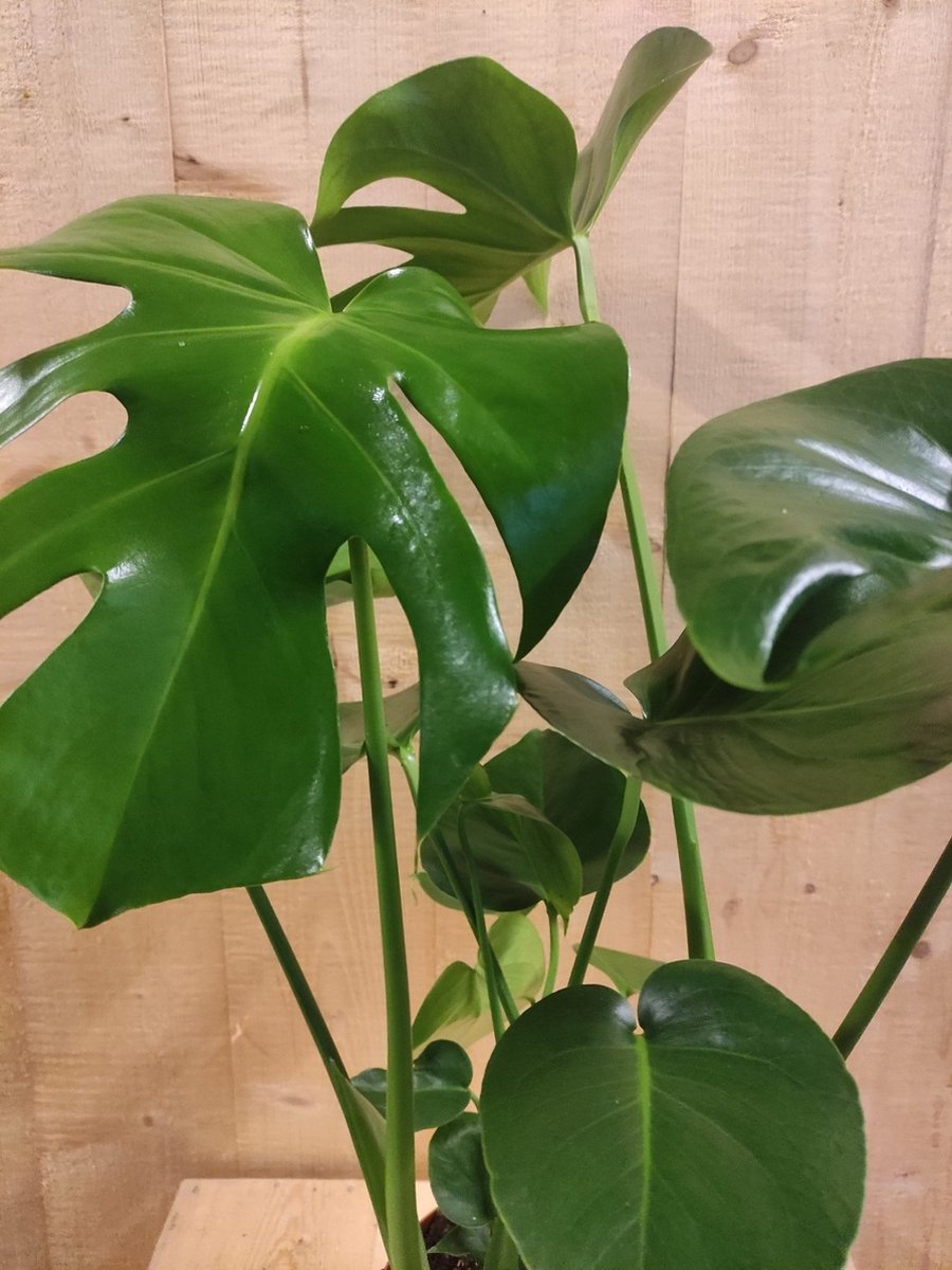 Monstera deliciosa – Boutures et moi