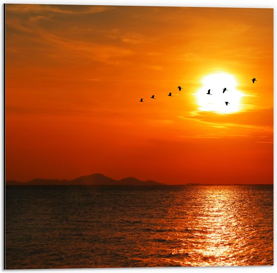 Dibond - Silhouet van Zwerm Vogels bij Zonsondergang boven de Zee - 50x50 cm Foto op Aluminium (Wanddecoratie van metaal)