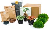 Bol.com Planten terrarium pakket - Ficus ginseng bonsai - 3 terrarium planten - Startpakket - Navulling - DIY Ecosysteem Planten... aanbieding