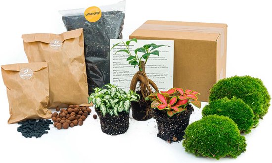 Pack Terrarium DIY - Plantes (Ficus Ginseng, Fittonia), Charbon, Terre, Déco Champignons - Kit De Création Ou Recharge