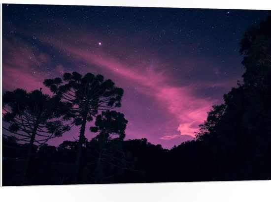 PVC Schuimplaat- Paars Gekleurde Lucht boven Silhouet van Bomen - 105x70 cm Foto op PVC Schuimplaat