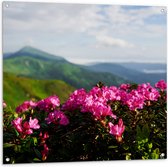 Tuinposter – Roze Bloemenstruik met Uitzicht over Berggebied - 100x100 cm Foto op Tuinposter (wanddecoratie voor buiten en binnen)