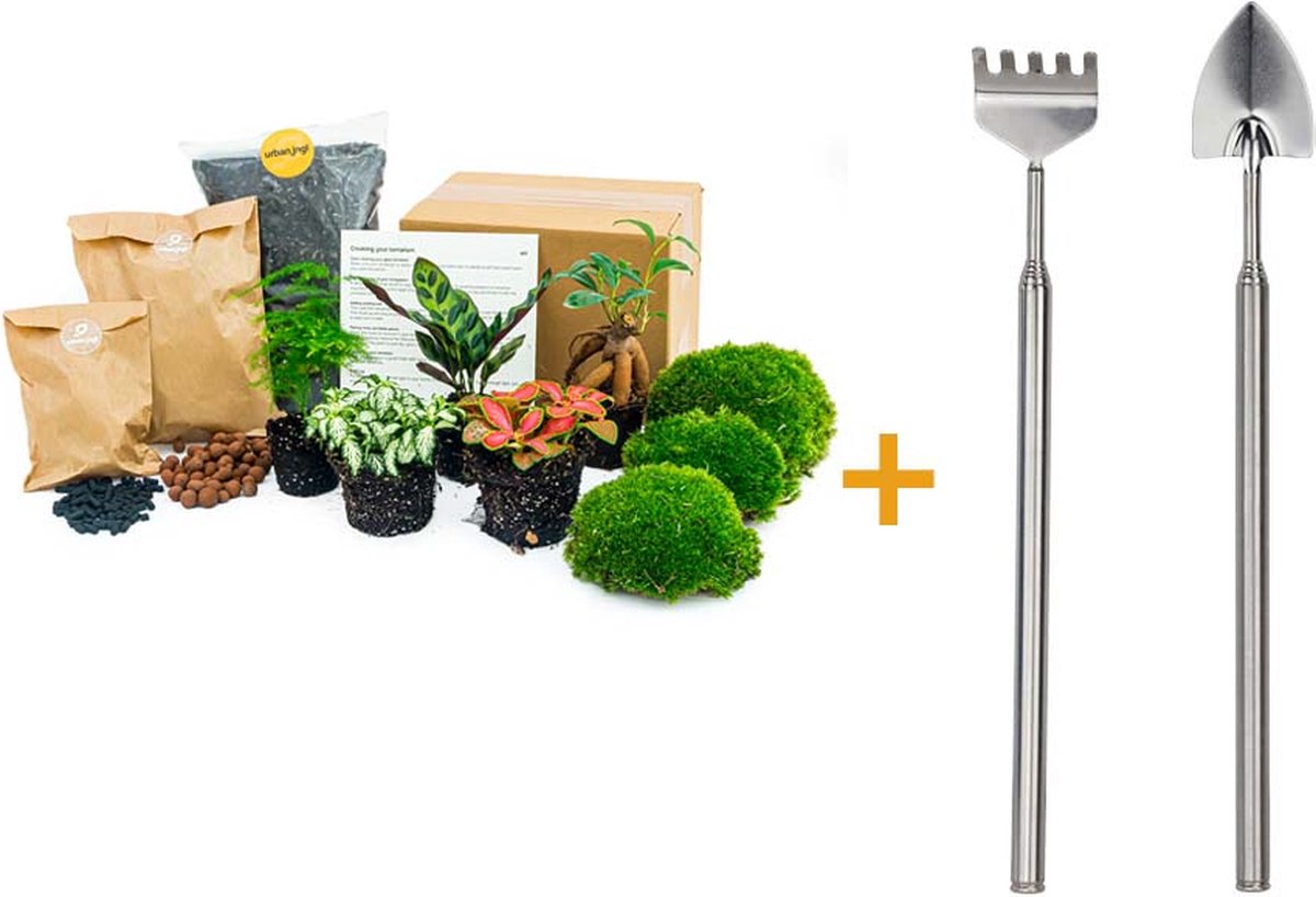 Planten terrarium pakket Lancifolia Bonsai Asparagus 5 planten