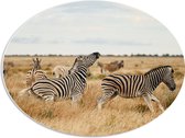 PVC Schuimplaat Ovaal - Kudde Zebra_s op Open Vlakte in Afrikaans Droog Landschap - 56x42 cm Foto op Ovaal (Met Ophangsysteem)