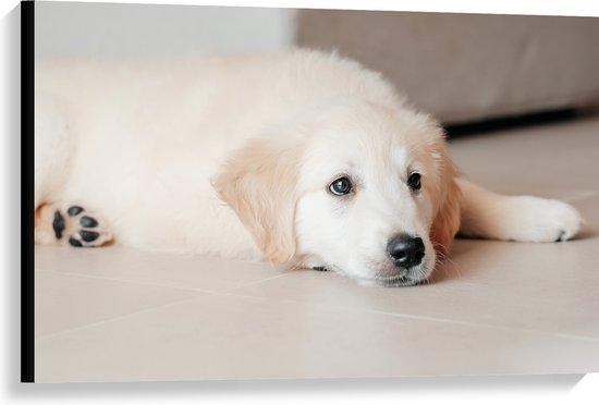 Canvas - Liggende Golden Retriever Puppy op de Vloer - 90x60 cm Foto op Canvas Schilderij (Wanddecoratie op Canvas)