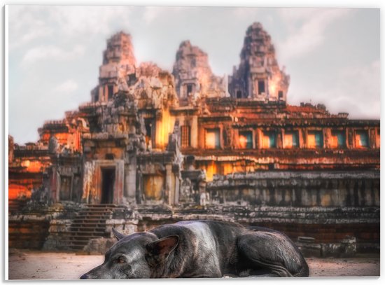 PVC Schuimplaat - Hond Liggend voor Angkor Wat Tempel, Cambodja - 40x30 cm Foto op PVC Schuimplaat (Met Ophangsysteem)