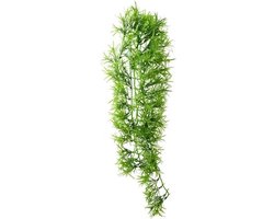 Hobby terrano - climber tropica - hangend