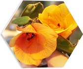 PVC Schuimplaat Hexagon - Gele Hibiscus Bloemen in het Zonlicht aan Tak - 30x26.1 cm Foto op Hexagon (Met Ophangsysteem)