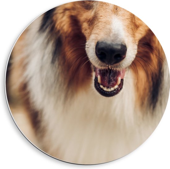 PVC Schuimplaat Muurcirkel - Kop van Lachende Sheltie Hond - 40x40 cm Foto op Muurcirkel (met ophangsysteem)