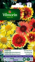 Vilmorin Gaillardia grootbloemig- Kokardebloem