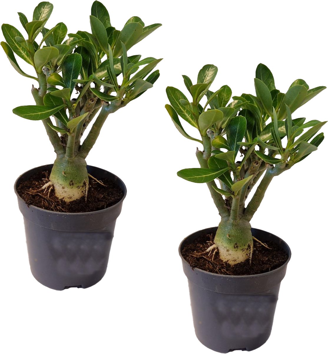 Adenium : planter et cultiver – Ooreka