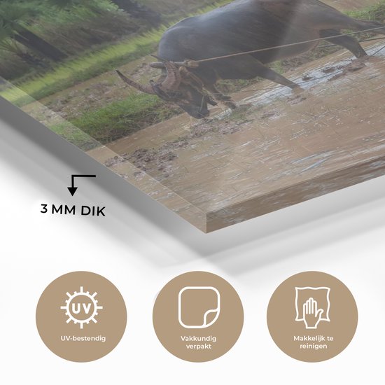 MuchoWow® Peinture sur verre 30x20 cm - Peinture sur verre acrylique - Un agriculteur asiatique laboure sa terre avec un bœuf - Photo sur verre - Peintures