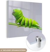 MuchoWow® Glasschilderij - Rups - Stengel - Grijs - 90x90 cm - Acrylglas Schilderijen - Foto op Glas