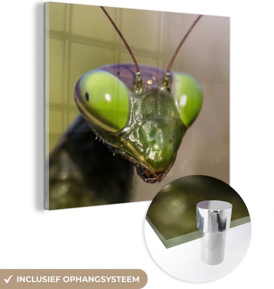 MuchoWow® Glasschilderij 50x50 cm - Schilderij acrylglas - Sprinkhaan - Insect - Dieren - Foto op glas - Schilderijen