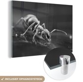 MuchoWow® Peinture sur verre 90x60 cm - Peinture sur verre acrylique - Fourmi buvant - noir et blanc - Photo sur verre - Peintures