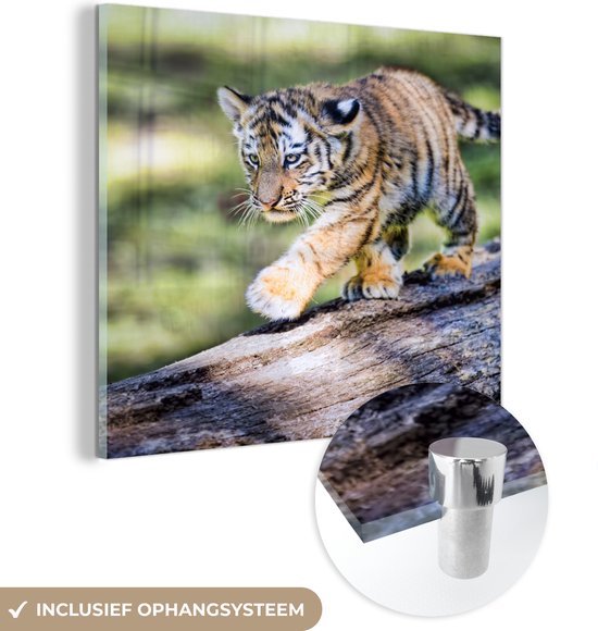 MuchoWow® Glasschilderij 50x50 cm - Schilderij acrylglas - Jonge tijger wandelt over een boomstam - Foto op glas - Schilderijen
