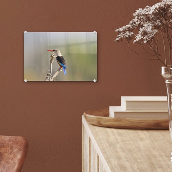 ® Glasschilderij 30x20 cm - Schilderij acrylglas - Grijskopijsvogel klimt naar de top van een tak - Foto op glas - Muurdecoratie woonkamer - Wanddecoratie slaapkamer - Schilderijen