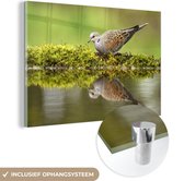 MuchoWow® Glasschilderij 30x20 cm - Schilderij acrylglas - Reflectie van een zomertortel bij het water - Foto op glas - Schilderijen