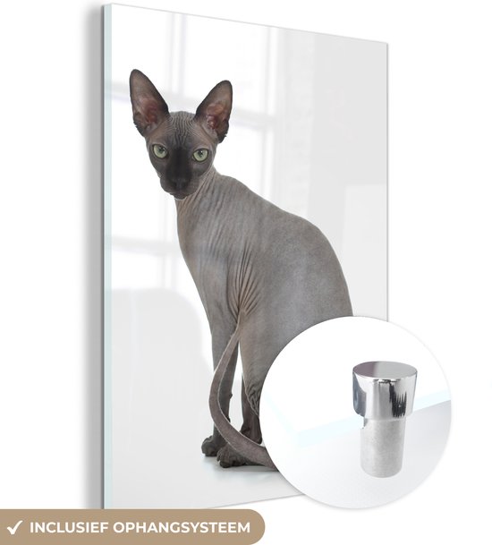 MuchoWow® Glasschilderij - Grijze Sphynx kat op een witte achtergrond - 90x120 cm - Acrylglas Schilderijen - Foto op Glas