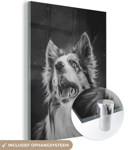 MuchoWow® Glasschilderij 30x40 cm - Schilderij acrylglas - Dierenportret Bordercollie in zwart-wit - Foto op glas - Schilderijen