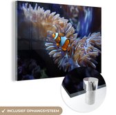 Un poisson Nemo nageant dans un aquarium Plexiglas 180x120 cm - Tirage photo sur Glas (décoration murale plexiglas) XXL / Groot format!